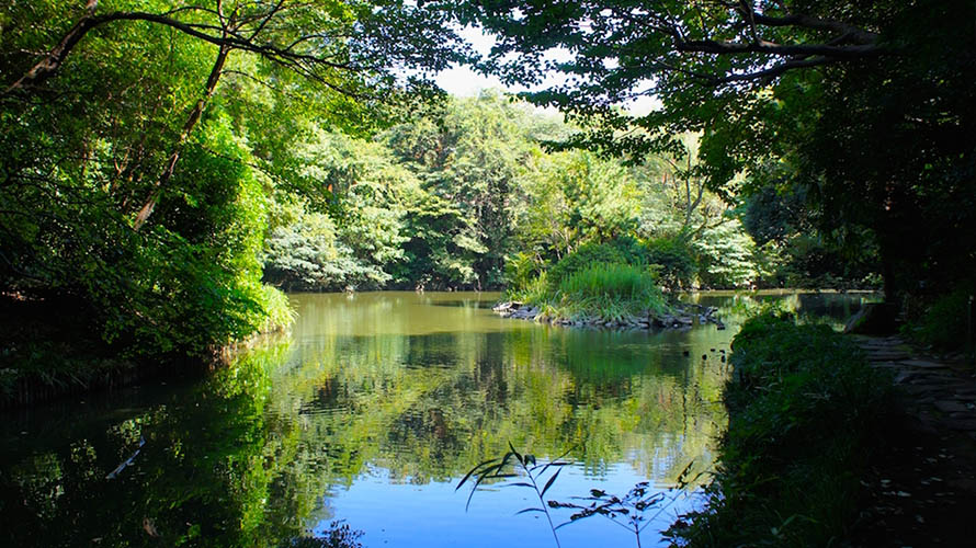 東京大學三四郎池