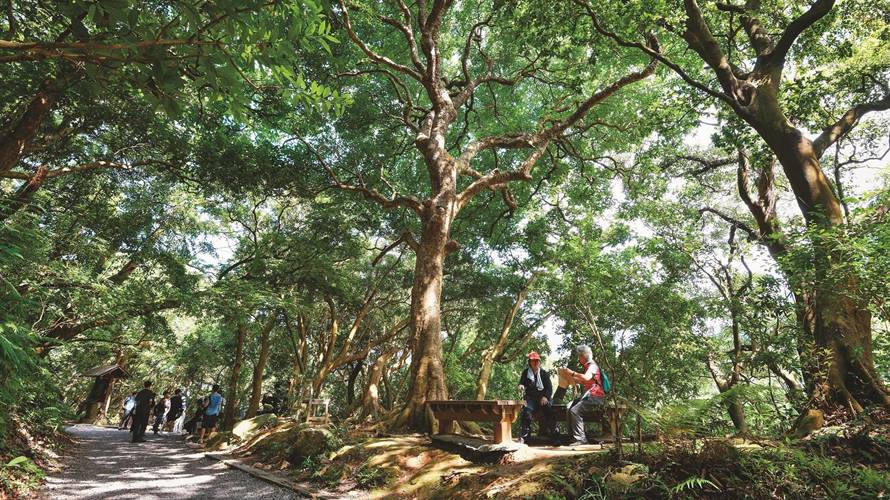 天母古道綠意盎然，適合在夏日走入林蔭感受天然涼感。。（圖／北市觀傳局提供／李智為攝）